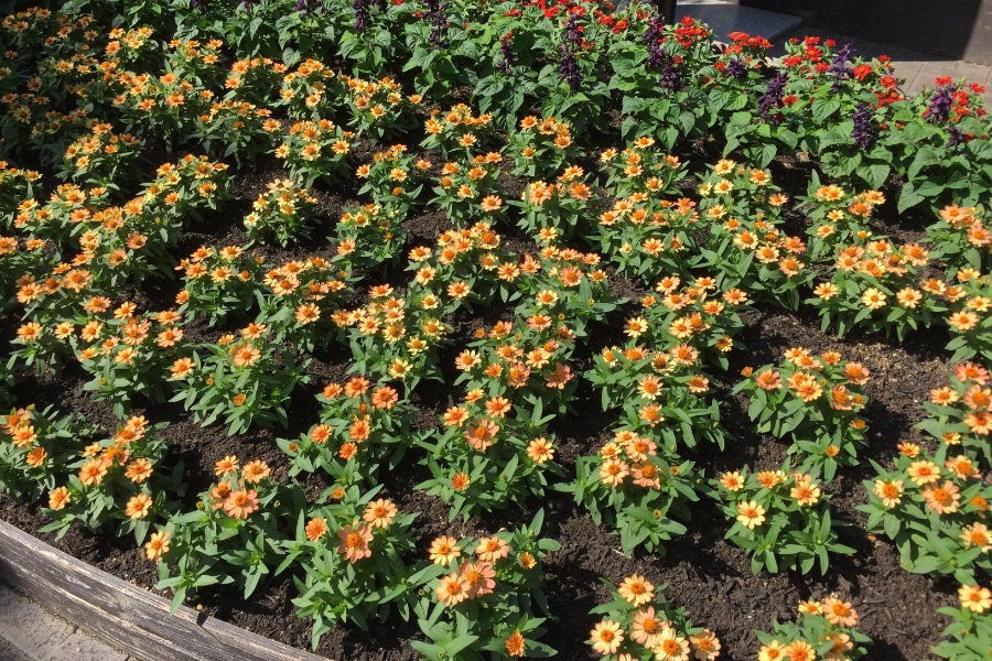 神戸布引ハーブ園の花